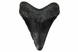 Juvenile Megalodon Tooth - South Carolina #340731-1